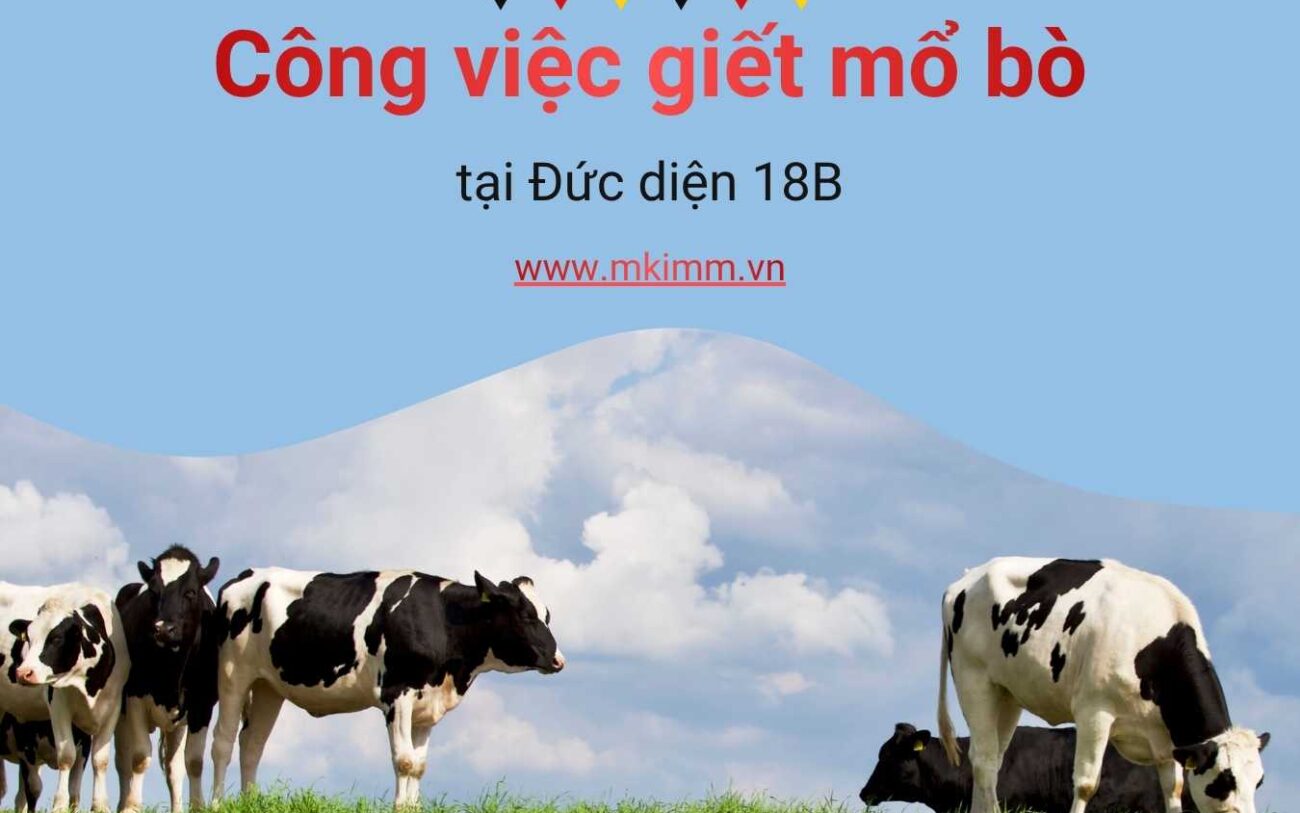 Giới thiệu thực tế công việc giết mổ bò tại Đức diện 18B