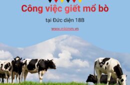 Giới thiệu thực tế công việc giết mổ bò tại Đức diện 18B