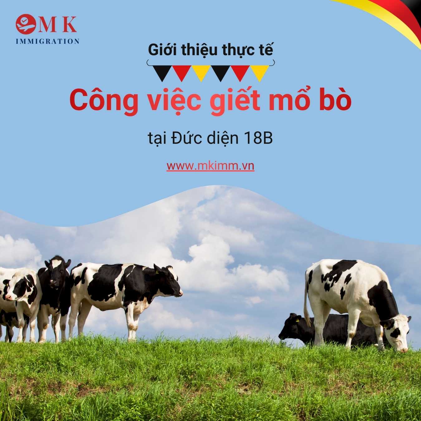 Giới thiệu thực tế công việc giết mổ bò tại Đức diện 18B